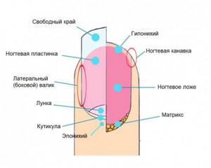Анатомия ногтя.jpg