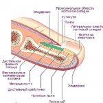 Анатомия строение ногтя