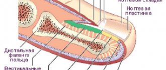 Анатомия строение ногтя