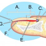 Строение ногтя