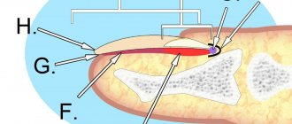 Строение ногтя